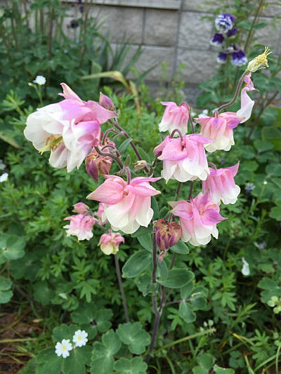 Aquilegia - orlíček