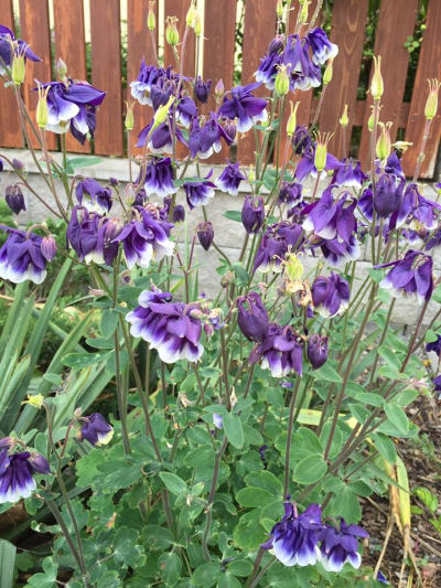 Aquilegia - orlíček