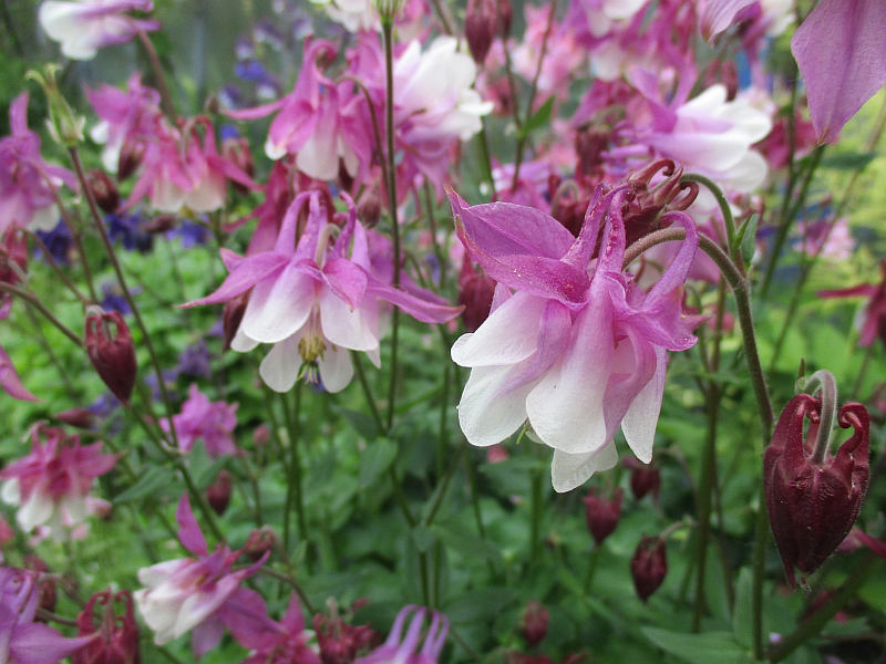 Aquilegia - orlíček