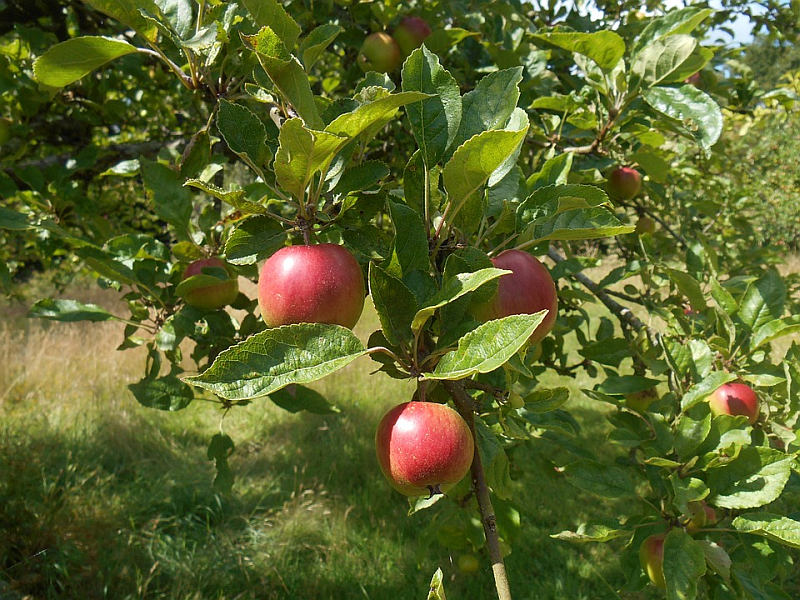 Letní řez - ovocné stromy (PIXABAY)