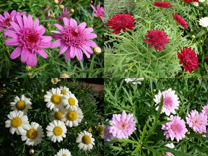 Argyranthemum frutescens - kopretinovec dřevnatý (FOREST AND KIM STARR)