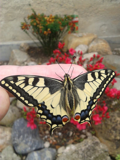 Motýli: Otakárek fenyklový