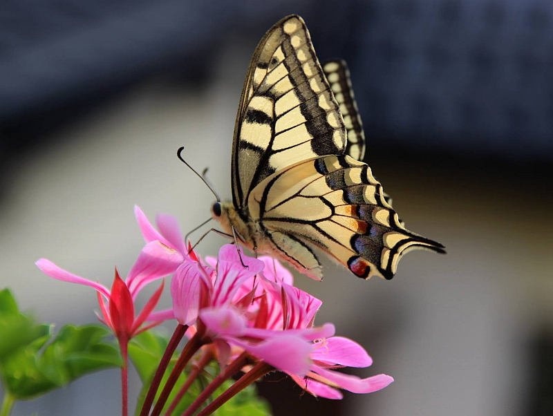 Motýli: Otakárek fenyklový