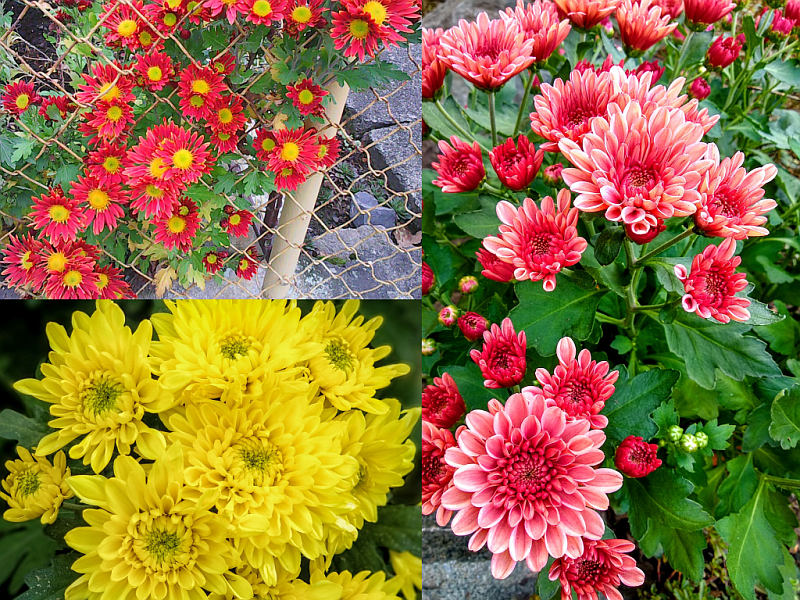 Odolné zahradní listopadky