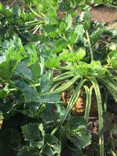 Celer - pěstování