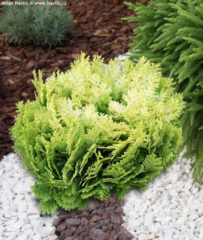 Chamaecyparis lawsoniana 'Minima Aurea' - cypřišek Lawsonův Chamaecyparis lawsoniana 'Minima Aurea' - cypřišek Lawsonův