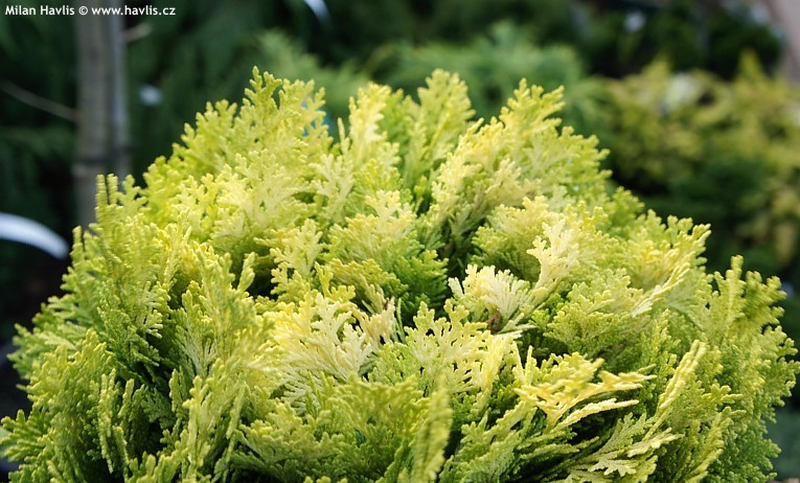 Chamaecyparis lawsoniana 'Minima Aurea' - cypřišek Lawsonův Chamaecyparis lawsoniana 'Minima Aurea' - cypřišek Lawsonův
