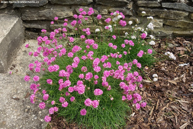 Armeria maritima 'Splendens' - trávnička přímořská
