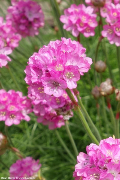 Armeria maritima 'Splendens' - trávnička přímořská