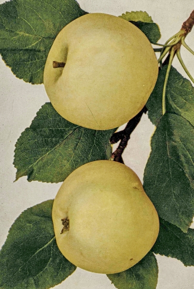 Malus domestica 'Skleněné žluté' - jabloň domácí