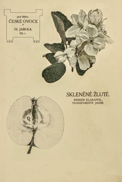 Malus domestica 'Skleněné žluté' - jabloň domácí