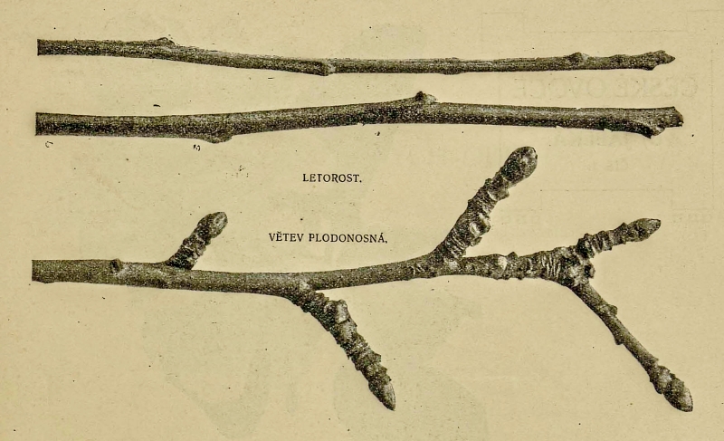 Malus domestica 'Skleněné žluté' - jabloň domácí
