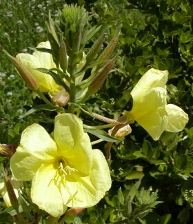 Oenothera fruticosa