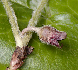 Asarum europaeum - kopytník európsky