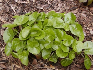 Asarum europaeum - kopytník európsky