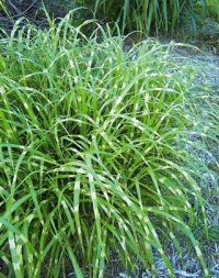 Miscanthus sinensis 'Zebrinus' - ozdobnice čínská Miscanthus sinensis 'Zebrinus' - ozdobnice čínská
