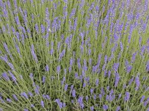 Lavandula