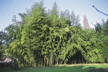 Phyllostachys nigra 'Boryana' Phyllostachys nigra 'Boryana'