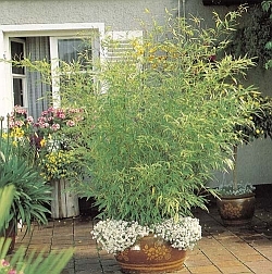Phyllostachys nigra Phyllostachys nigra