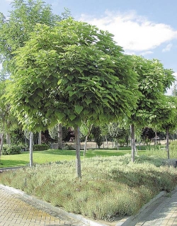 Catalpa bignonioides 'Nana' - katalpa