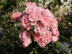 Rosa The Fairy - růže