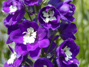 Delphinium King Arthur - stračka Delphinium King Arthur - stračka