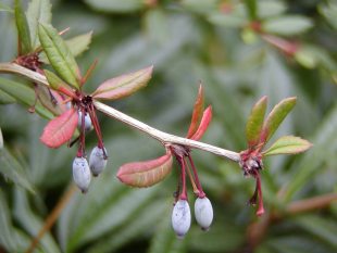 Berberis julianae - dráč Júliin