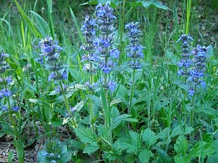 Ajuga reptans - zběhovec plazivý Ajuga reptans - zběhovec plazivý