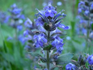 Ajuga reptans - zběhovec plazivý Ajuga reptans - zběhovec plazivý