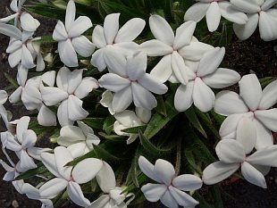 Rhodohypoxis baurii 'Dulce' - rodohypoxis