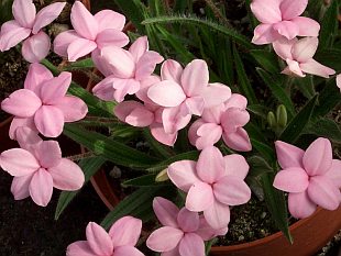 Rhodohypoxis baurii 'Fred Broome' Rhodohypoxis baurii 'Fred Broome'