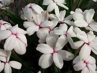 Rhodohypoxis 'Ruth'  - rodohypoxis