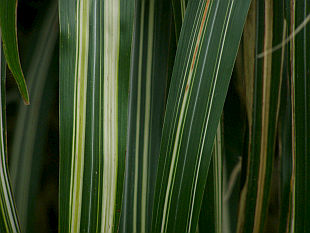 Miscanthus sinensis Cabaret - ozdobnice čínská Miscanthus sinensis Cabaret - ozdobnice čínská