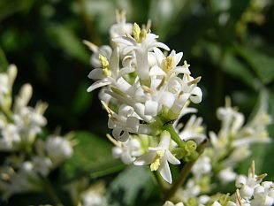 Ligustrum vulgare - ptačí zob obecný