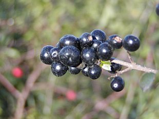 Ligustrum vulgare - ptačí zob obecný