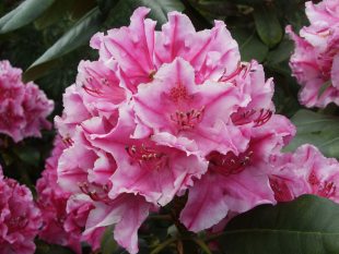 Rhododendron hybridum 'Claudine' - pěnišník velkokvětý