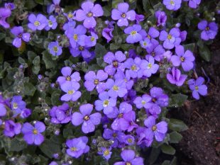 Aubrieta - tařička (starý název Aubrietia)