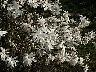 Magnolia stellata - šácholan hvězdnatý