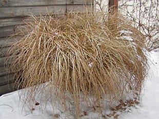 Miscanthus sinensis 'Gracillimus' - ozdobnice čínská Miscanthus sinensis 'Gracillimus' - ozdobnice čínská