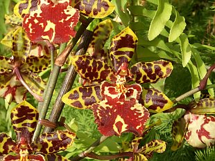 Odontoglossum