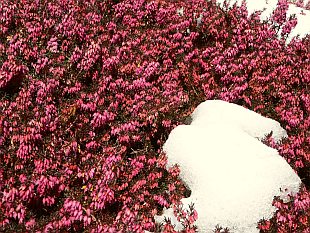 Erica carnea 'Chalenger' - vřesovec pleťový