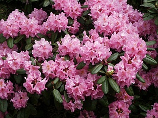 Rhododendron hybridum 'Scintilation' - pěnišník velkokvětý