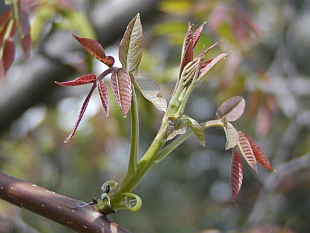 Juglans regia - ořešák královský