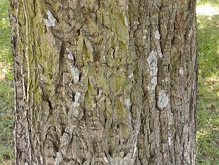 Juglans regia - ořešák královský