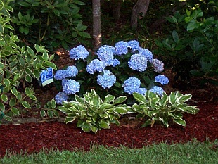 Hydrangea Macrophylla Bailmer Big leaf Hydrangea French Hydrangea 