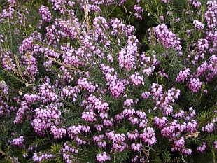 Erica carnea - vřesovec pleťový