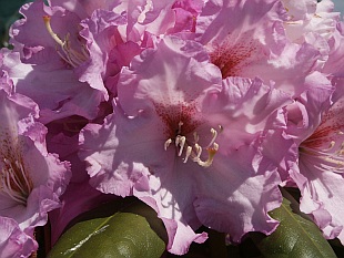 Rhododendron hybridum 'Violetta' - pěnišník velkokvětý