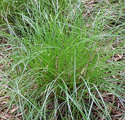 Carex humilis - ostřice nízká