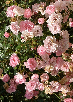 Rosa 'The Fairy' - růže (pokryvné růže)