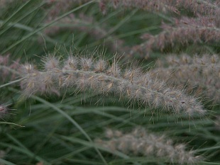 Pennisetum orientale - dochan východní